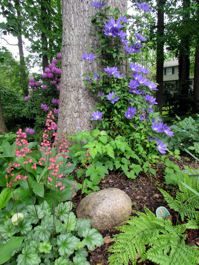 purple and pink flowers alongside a tree trunk; a rock and some ferns