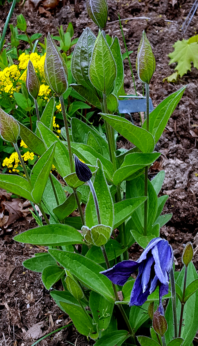 Blue Ribbons Bush Clematis, Clematis integrifolia 'Blue Ribbons