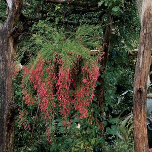 ‘Coral Fountain’ coral plant