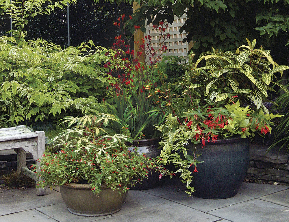 Container groupings with red-hot blooms shimmering against a framework of diverse, variegated foliage.