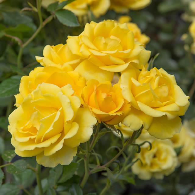 Rosa Canyon Road™ Canyon Road™ Floribunda Rose from Prides Corner