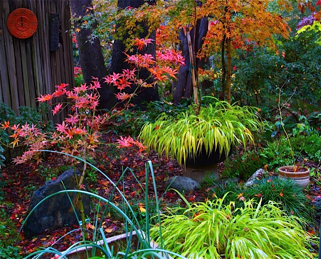 Acer palmatum 'Autumn Fire' Japanese Maple