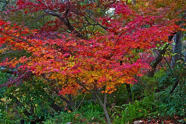 Garden Answer - 'Final Fire' Maple 🔥🍁