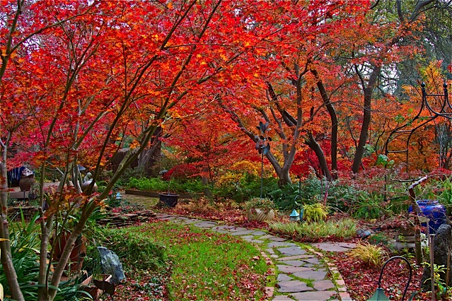 Acer palmatum 'Autumn Fire' Japanese Maple