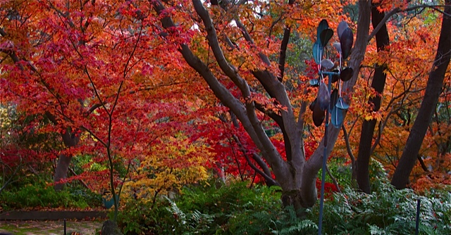 Acer palmatum 'Autumn Fire' Japanese Maple