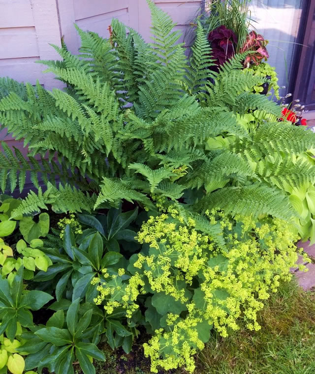 Part 1: A Garden Makeover in BC - Fine Gardening