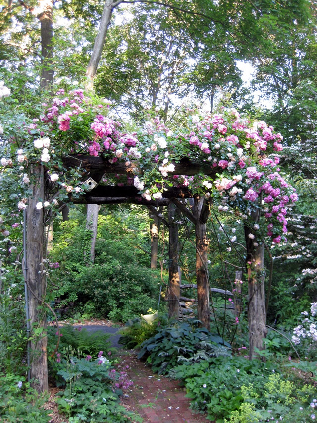 arbor with pink and white roses