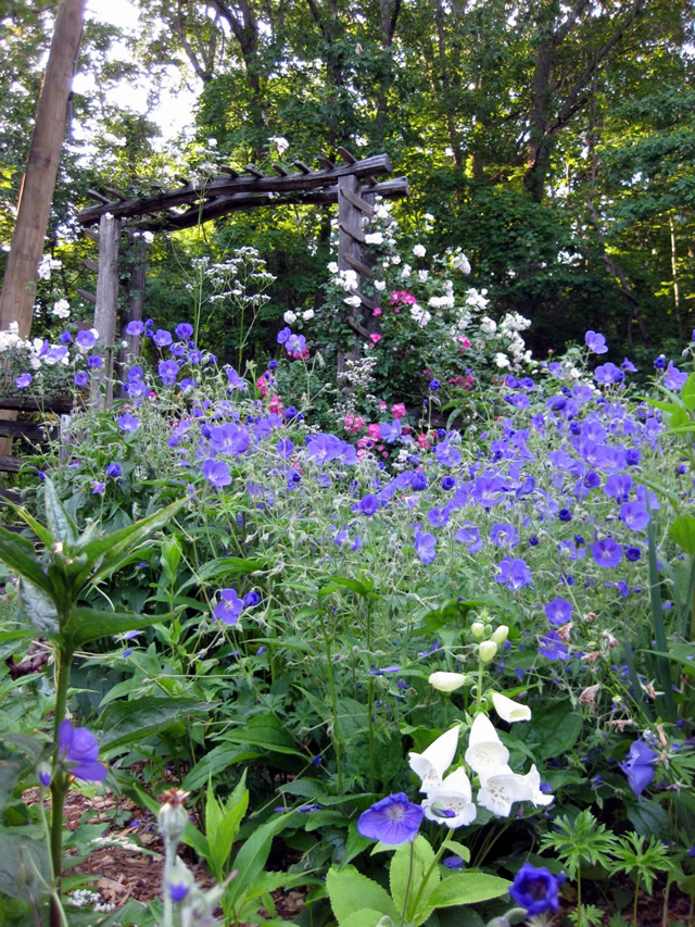 white and blue flowers foreground, pergola in the background, white and pink roses starting to climb it