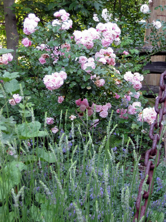 close up of pink roses