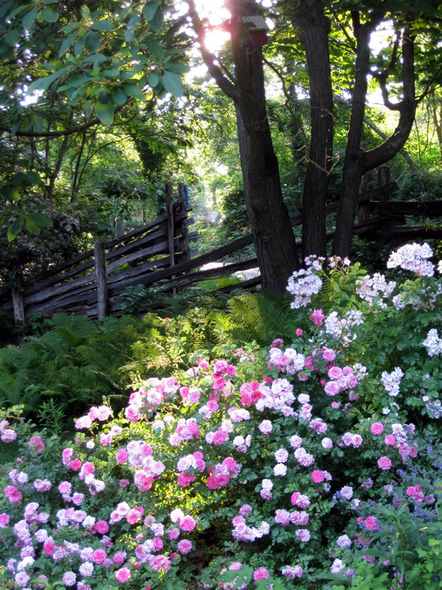 sunlight through the trees, split rail fence to the left, pink and white flowers