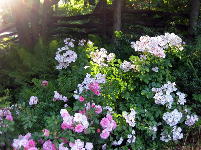 close up of pink and white flowers in the sun, split rail fence in the background