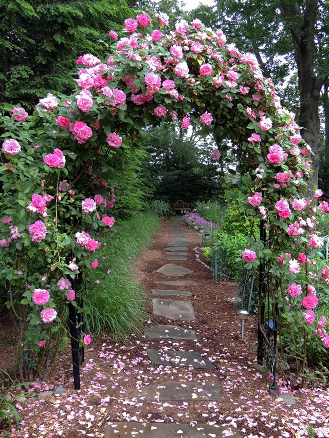 Rose arbor after rain with fallen petals