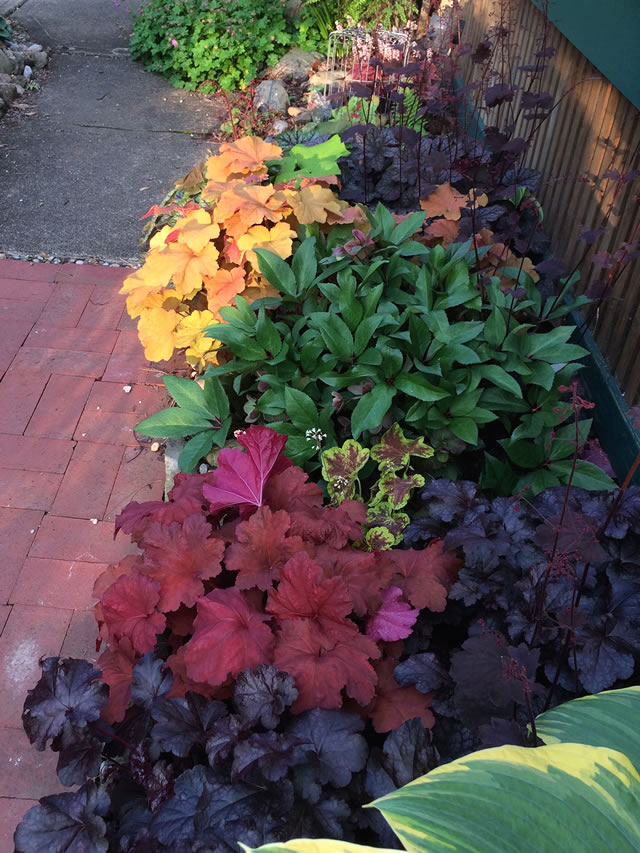 Yellow, green, purple, red coral bells along the front porch border