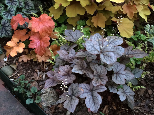 coral bells in containers