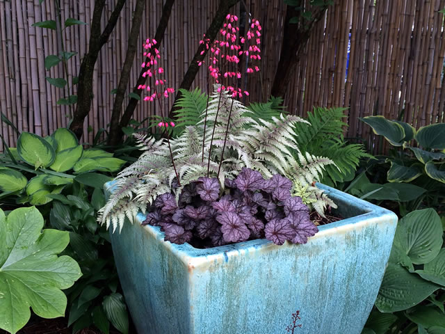 Heuchera glitter in a container outside