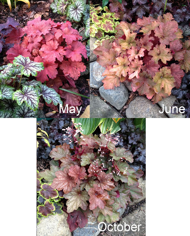 Heuchera Rio in May, June and October