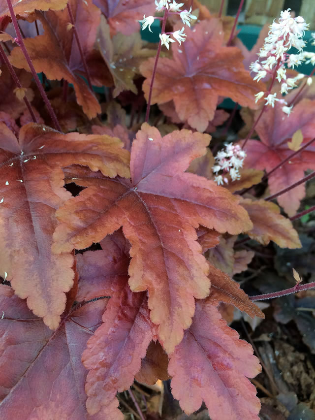 Heuchera Villosa Hybrids