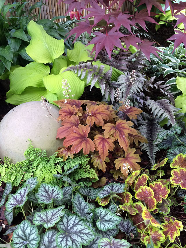 close up of colorful heuchera in the garden