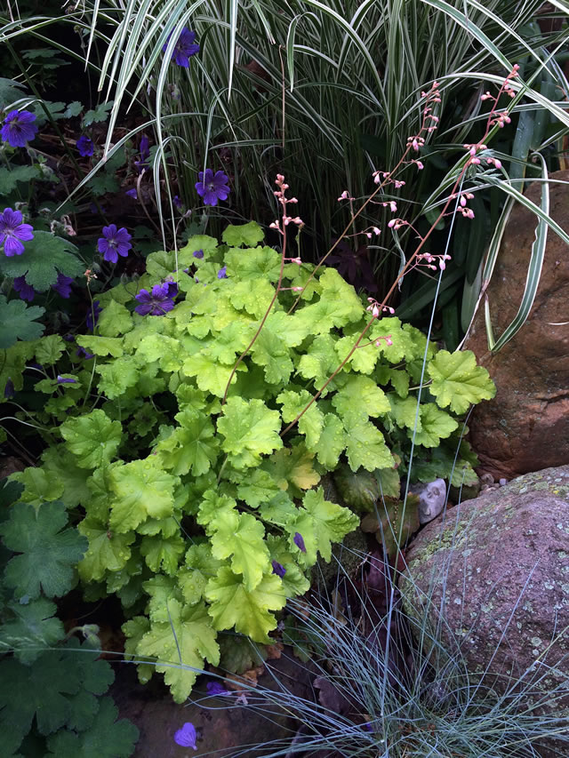 green heuchera