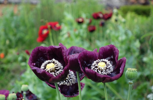 purple flowers blooming