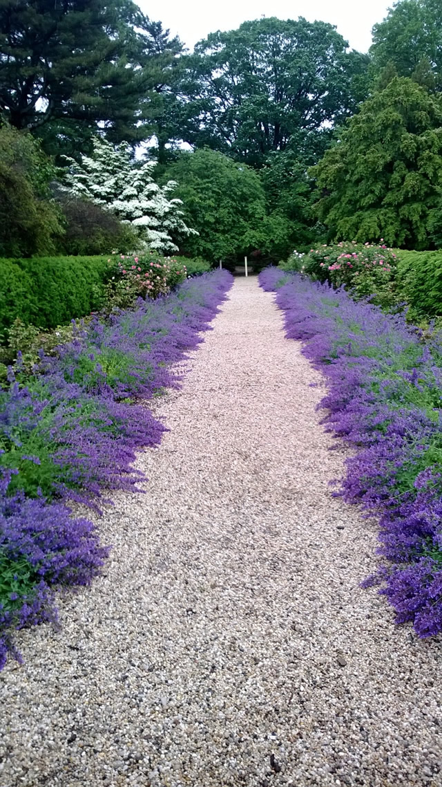 long pathway lined with purple plants, shrubs, trees