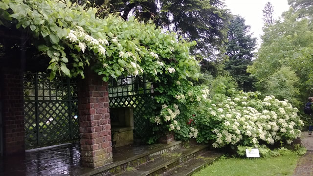 white flowers over black gates near a brick column