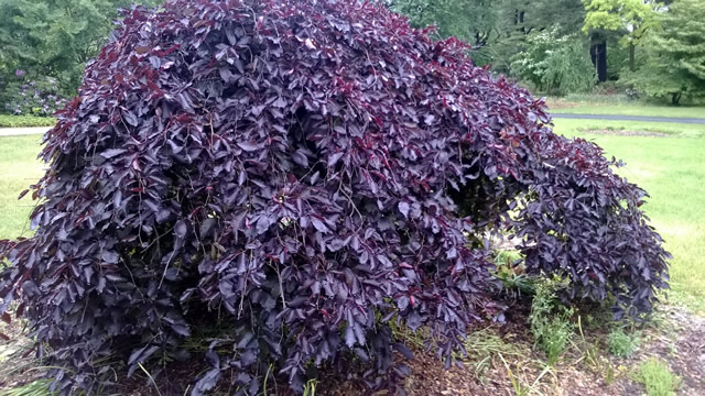 dark purple foliage