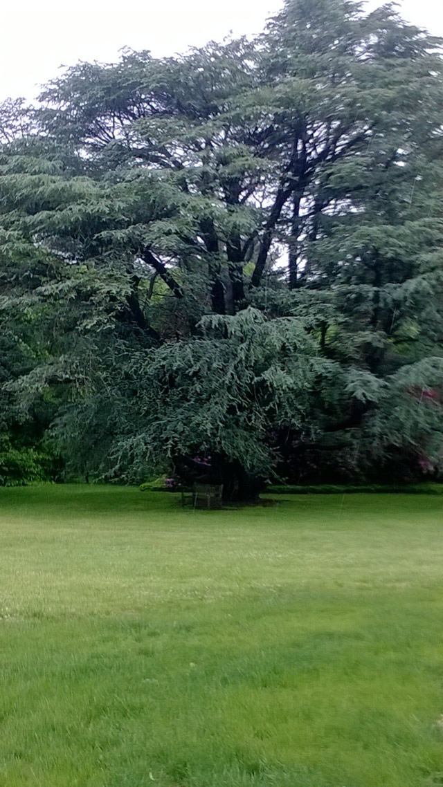 green lawn, tall trees