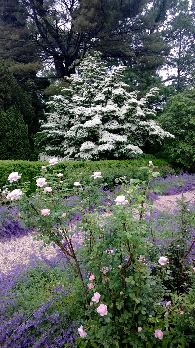 white on a tree, some roses in the foreground