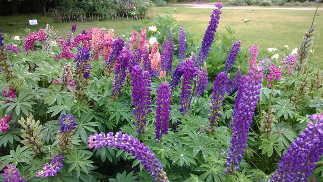 pink and purple flowers up close