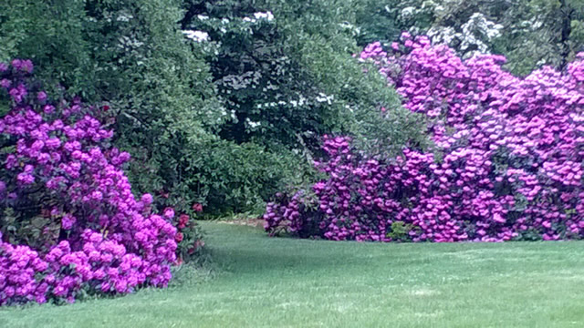 Bright pink flowering bushes on a green lawn