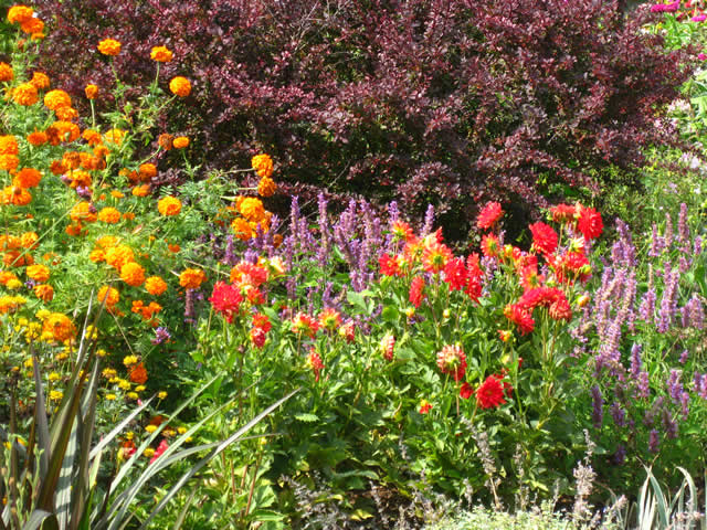 Close Up of Flowers from White Flower Farm