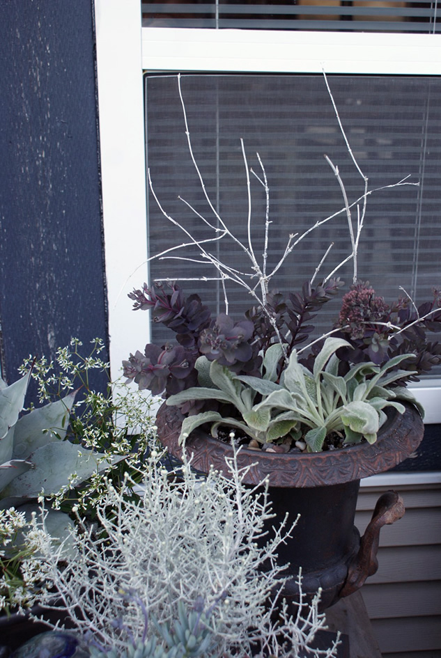 Helichrysum 'Silver Threads' from Penn State Trial Gardens