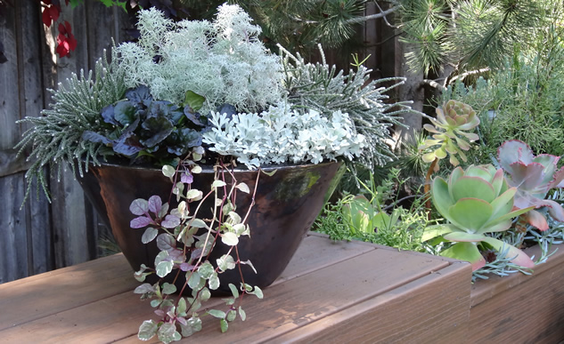 Helichrysum 'Silver Threads' from Penn State Trial Gardens