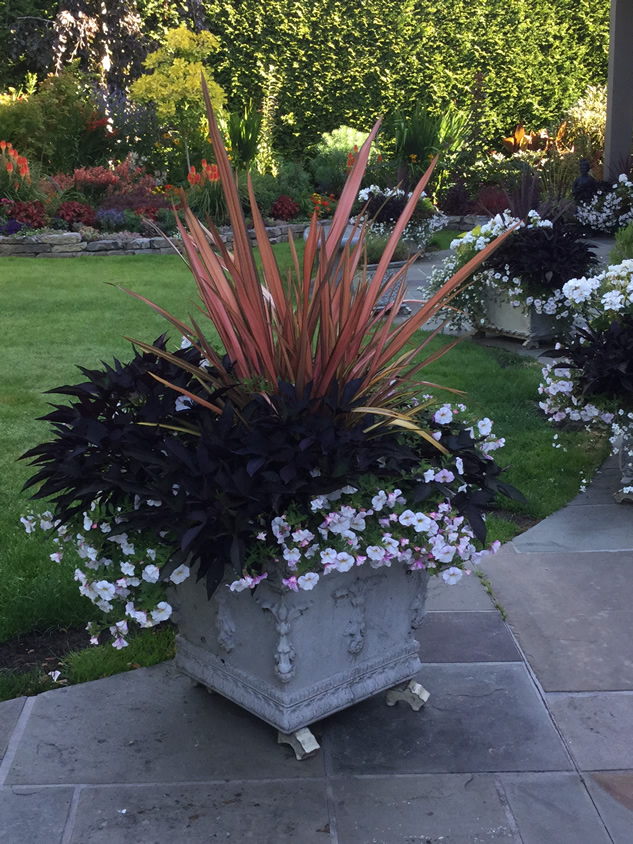 spiky red and pink and white flowered plants in container on the patio