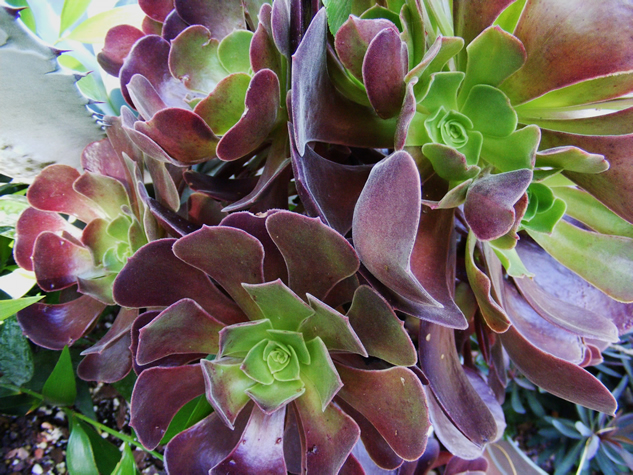 Succulents - Weird and Worthwhile - Fine Gardening