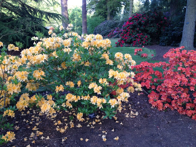 Rhododendron luteum