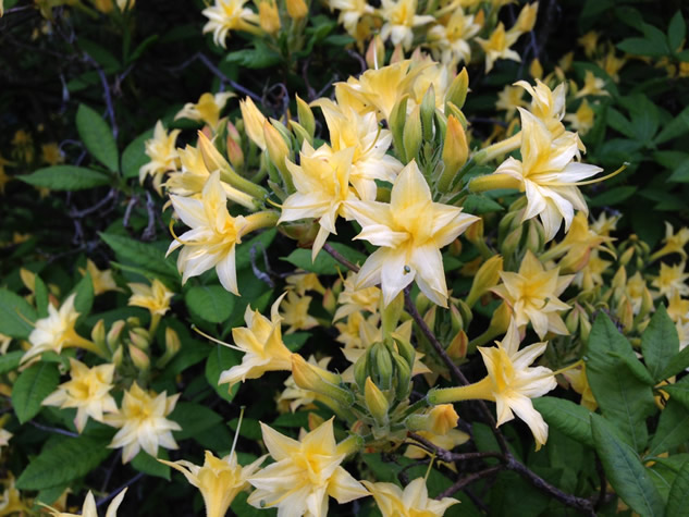 Rhododendron luteum