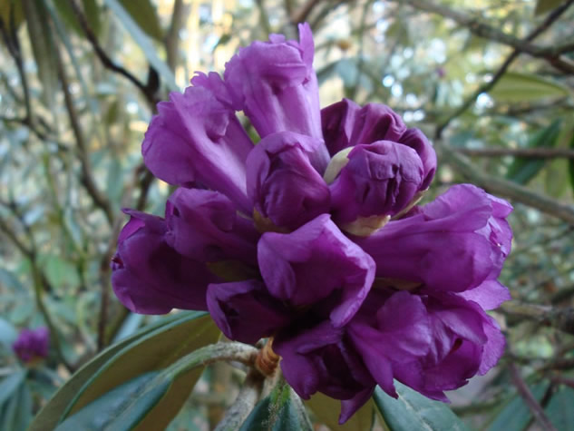 Rhododendron niveum