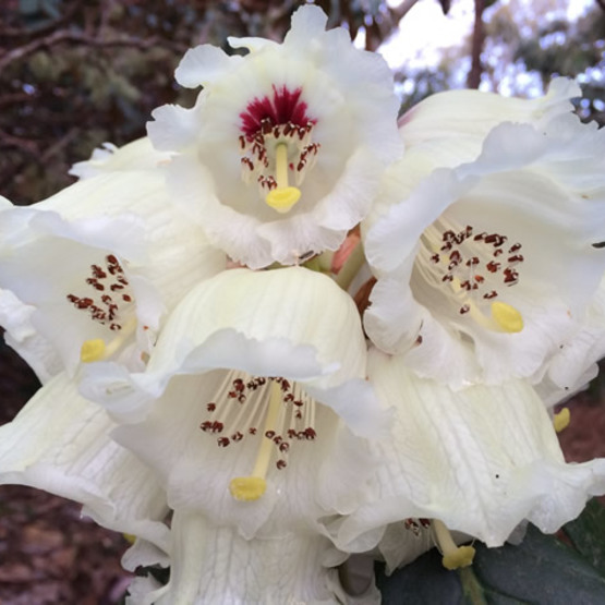 Rhododendron sinogrande