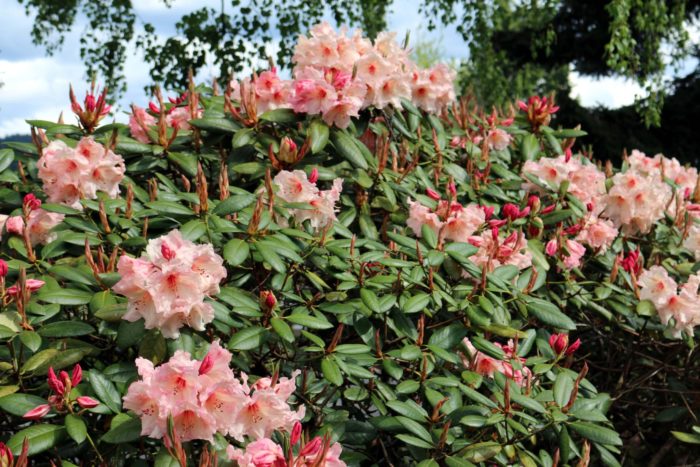 rhododendron