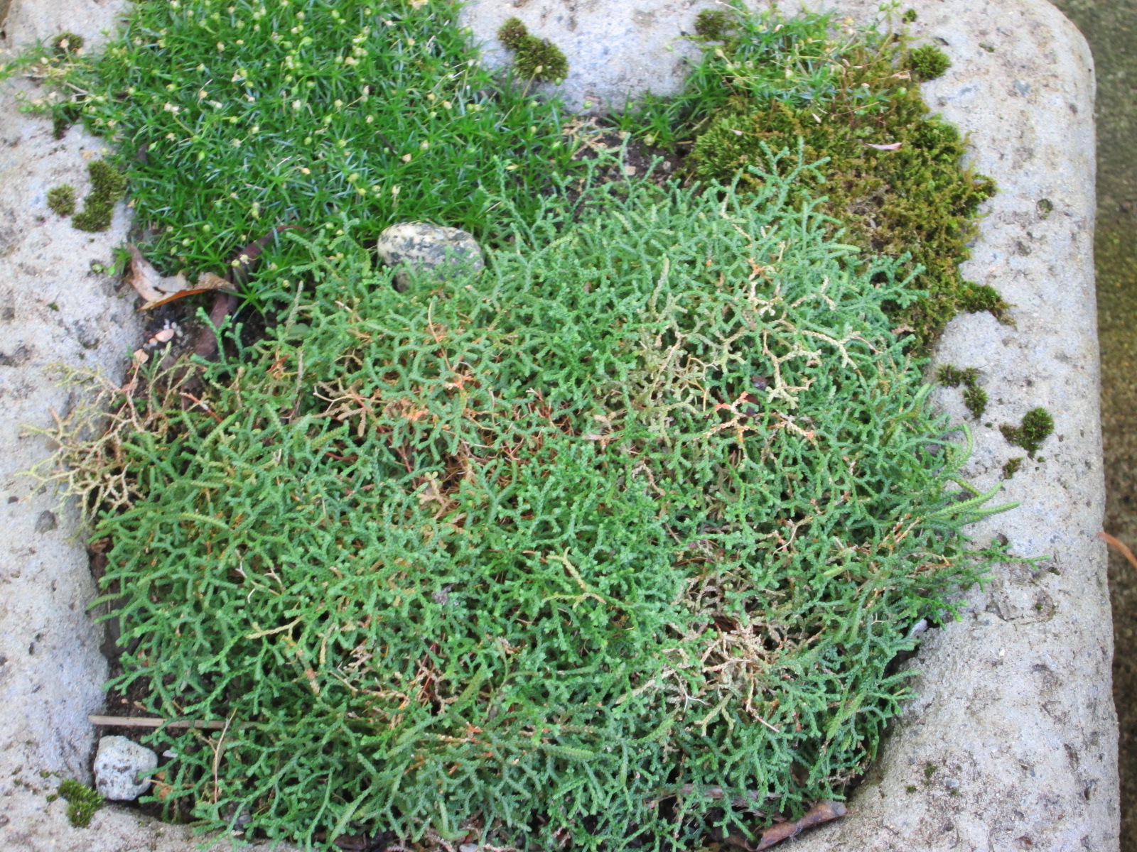 plants in the container