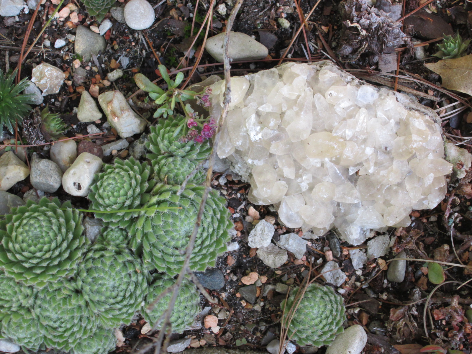 plants and rocks in the container