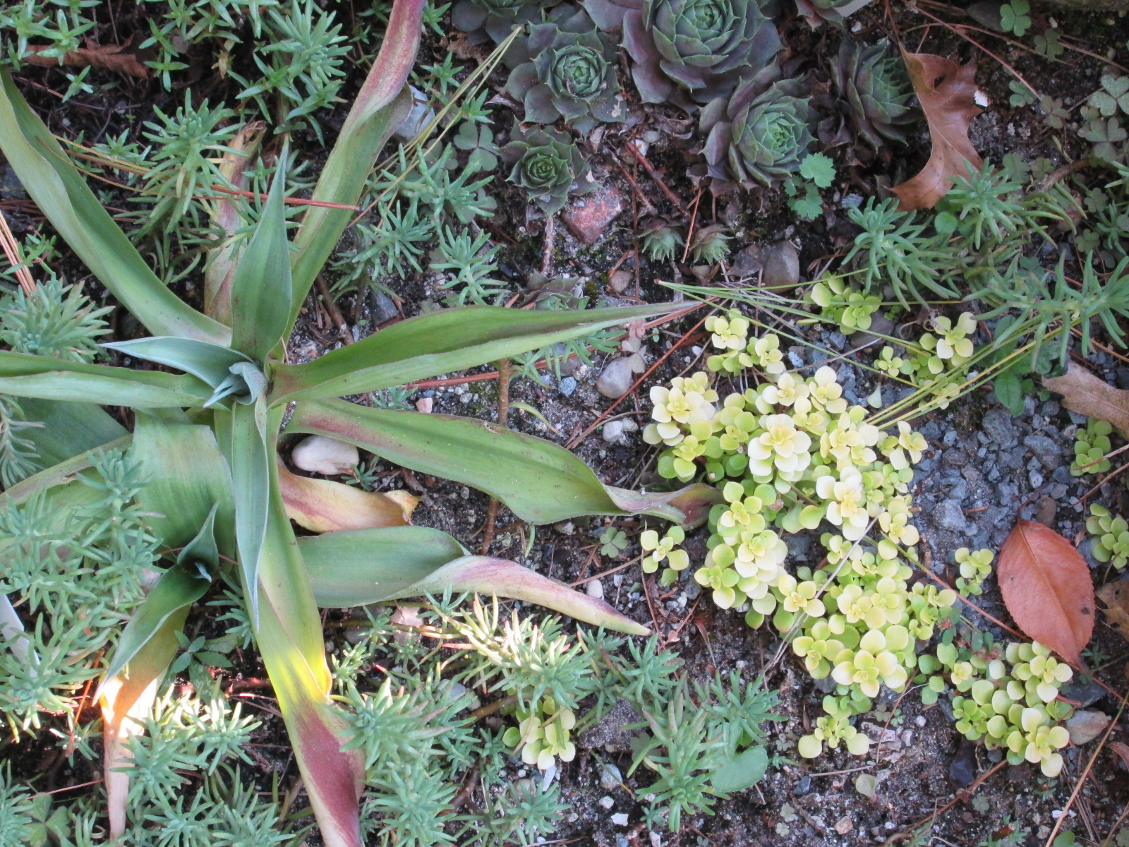 plants in the container