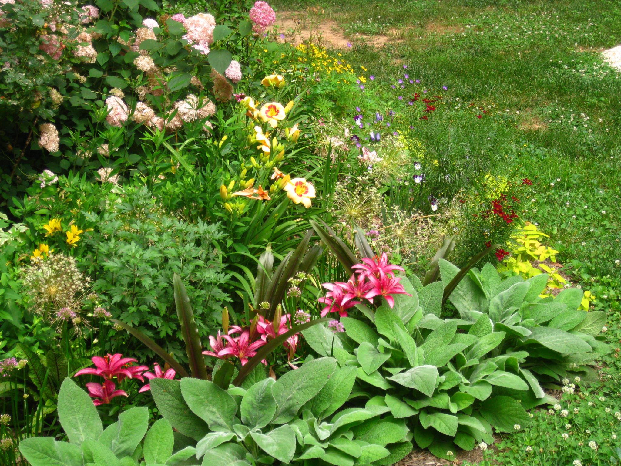 What To Do With Hellebores in Summer — Meadowlark Journal