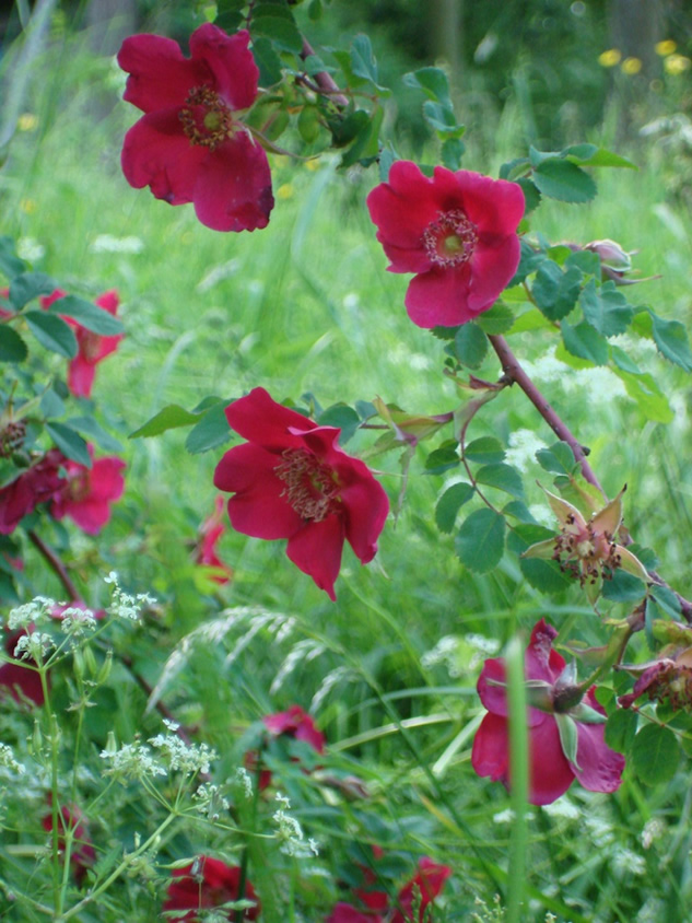 Rosa Scarlachglut