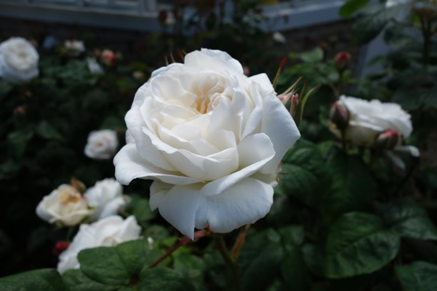 Rosa Winchester Cathedral