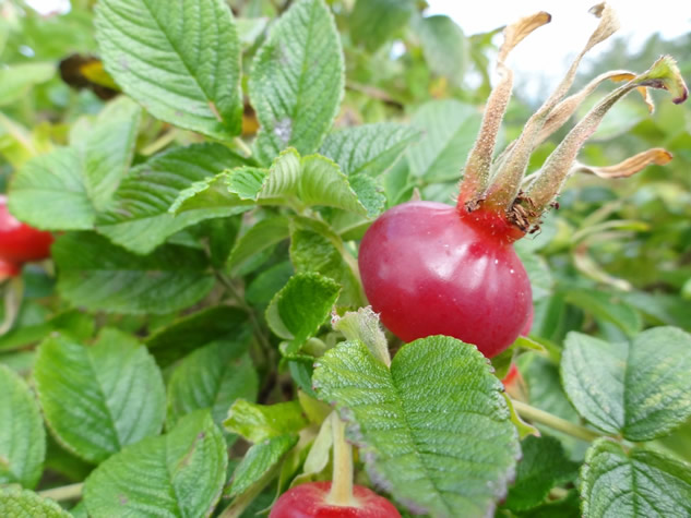 Rosa rugosa