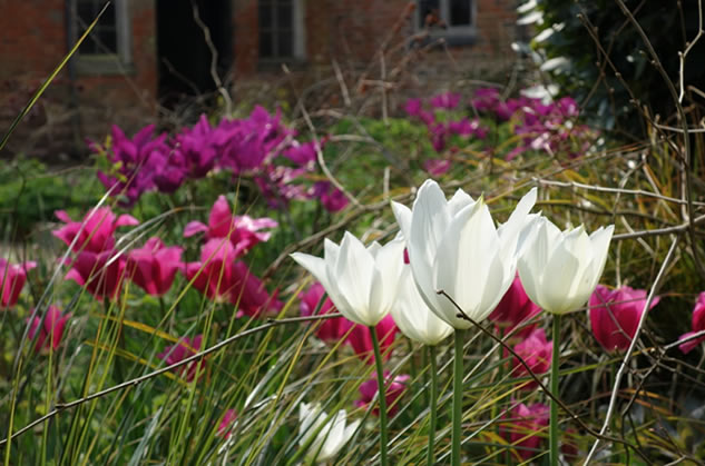 Tulips bouquet by Noble Garden