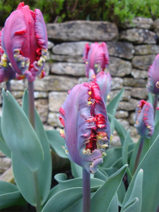 tulips not fully bloomed yet